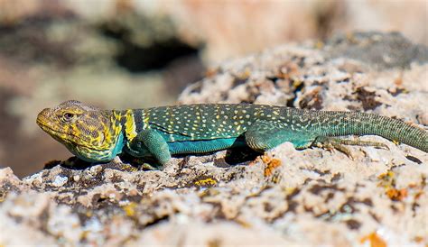 Grand Canyon National Park Wildlife