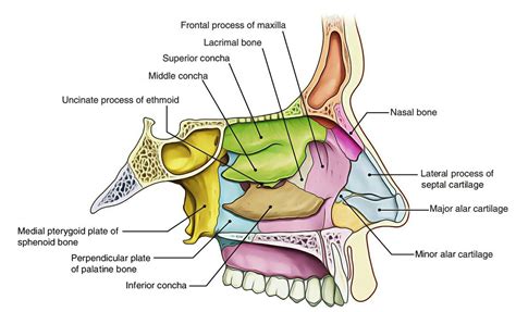 Lateral nasal wall | Nasal cavity, Anatomy, Medical anatomy