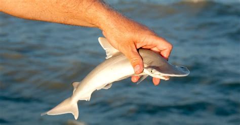 What’s a Baby Hammerhead Shark Called + 4 More Facts! - A-Z Animals