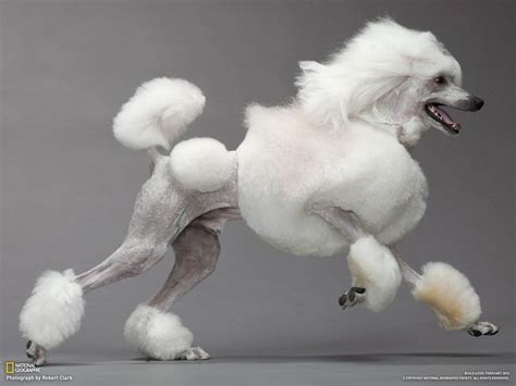 Poodle Wallpapers - Wallpaper Cave