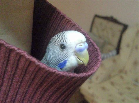 Interesting > Monk Parakeets As Pets #pinterest | Pet birds