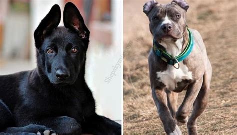 Pitbull German Shepherd Husky Mix (Designer Dogs Photos)