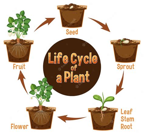 Premium Vector | Life cycle of a plant diagram