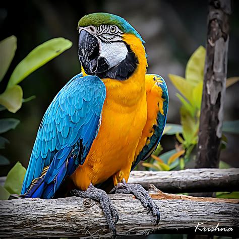 Macaw - Tropical Bird Photograph by Murukutla Krishna - Fine Art America