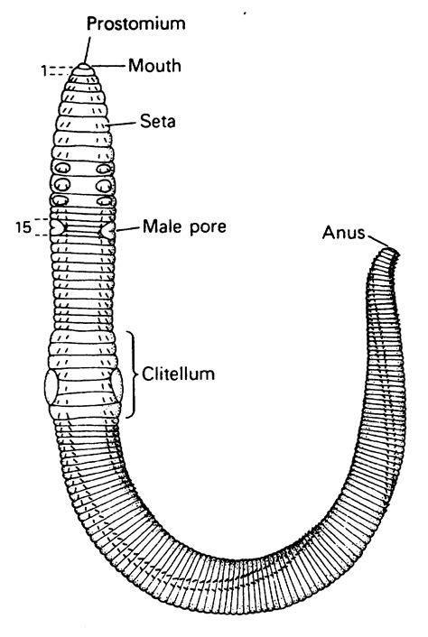 labelled diagram of earthworm - Sustainableced