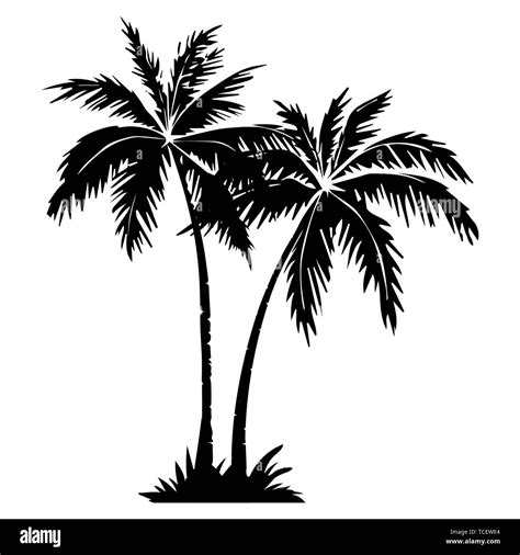 Palm Tree Vector Illustrator