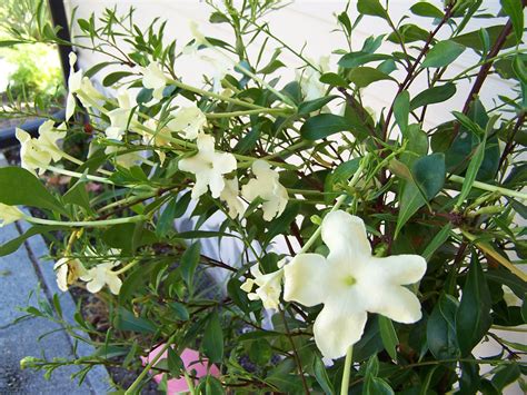 Lady of the Night, Brunfelsia americana, Brunfelsia nitida