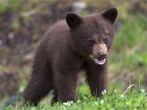 Black Bear cub Whistler BC | Аниме | Pinterest | Whistler