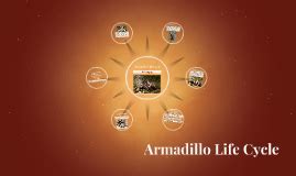 Armadillo Life Cycle by Jaime Juchems on Prezi