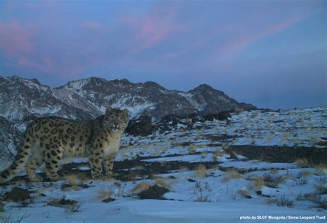 Snow Leopard Conservation Highlights & Best Pics of 2015