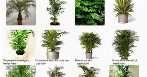 Kinds Of Ornamental Plants With Names And Pictures - Garden Plant