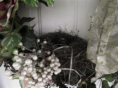 bird nest | Christmas wreaths, Holiday decor, Bird