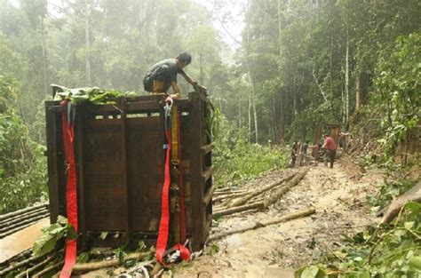 Bringing Puntung to the Sanctuary — Borneo Rhino Alliance