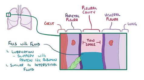 Pleural Effusion Pathophysiology