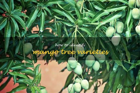 Discovering The Different Types Of Mango Trees: A Guide To Identifying ...