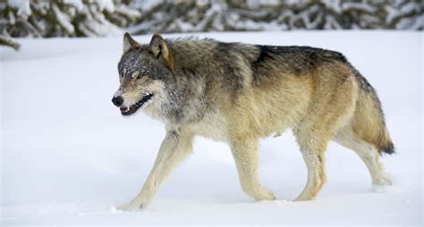 8 Incredible Wolf Facts Everyone Should Know