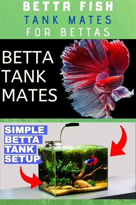 BETTA FISH TANK MATES | 10 More Great Tank Mates For Bettas 2020 ...