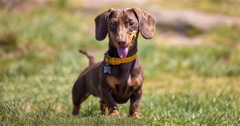 Dachshund Breed Guide: Photos, Traits, & Care – BARK Post