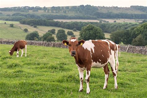 270+ Ayrshire Cattle Stock Photos, Pictures & Royalty-Free Images - iStock