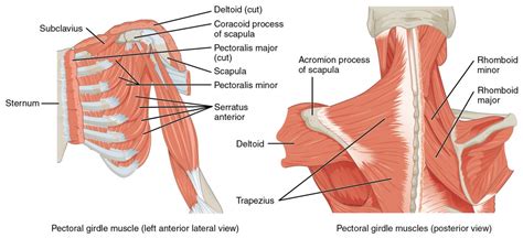 Muscles of the Pectoral Girdle and Upper Limbs | Anatomy and Physiology I