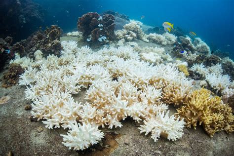 Coral Bleaching Reaches Record Levels, Reefs in Danger