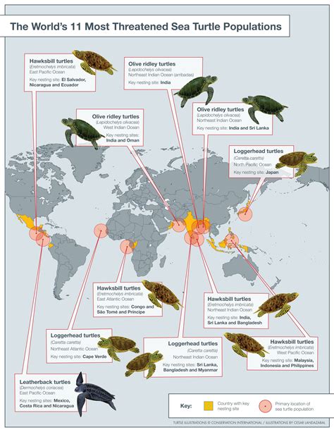 Common Name: Green sea turtle - named for the green color of the fat ...