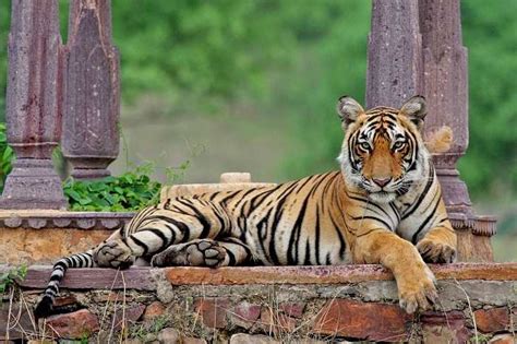 National Animal of India (Royal Bengal Tiger) - An Essay