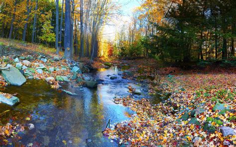 trees, Autumn, Colorful, Forest Wallpapers HD / Desktop and Mobile ...