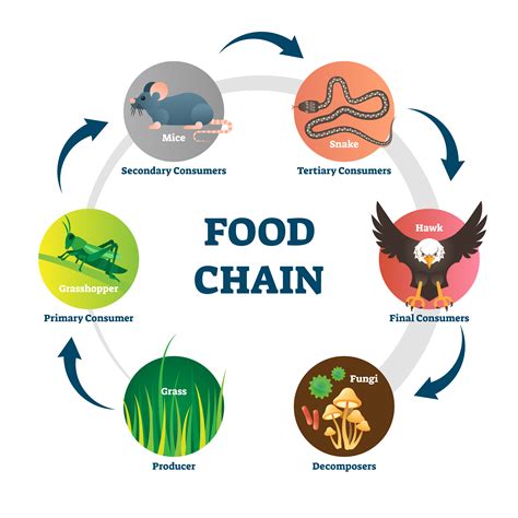 Explain the difference between food chain and food web. - bitWise Academy