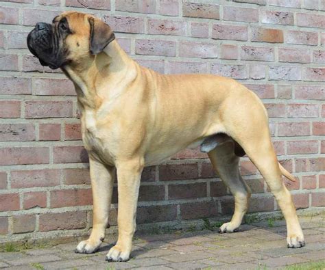 Bullmastiff - world's best guard dog - K9 Research Lab