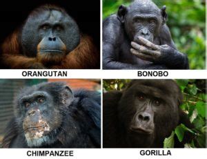 Ape Vs Monkey Differences And Comparison » Differencess