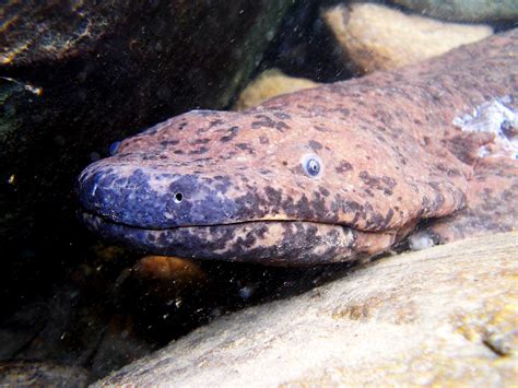 The 6-Foot Chinese Giant Salamander Is in Serious Trouble | WIRED