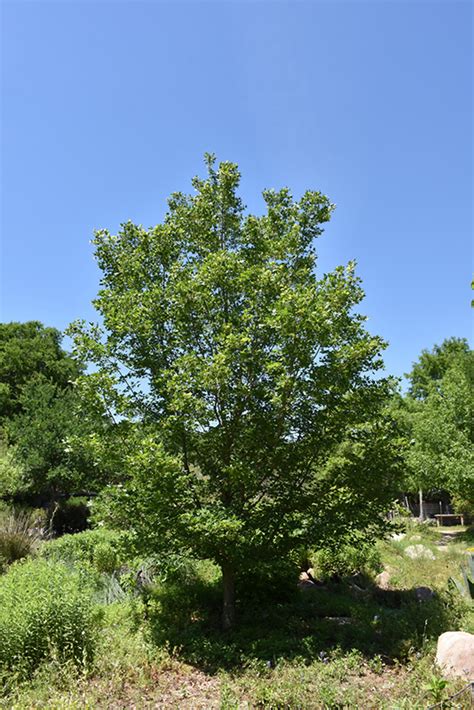 Bigtooth Maple (Acer grandidentatum) in Denver Centennial Littleton ...