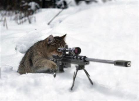 sniper cat Blank Template - Imgflip