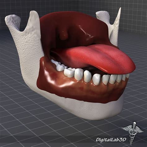 Human Tongue Anatomy 3D model | CGTrader