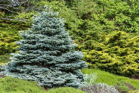 9 Beautiful Weeping Evergreen Trees For Landscaping