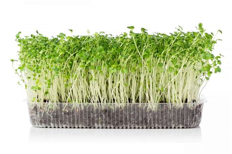 Types of Microgreens - I Live for Greens