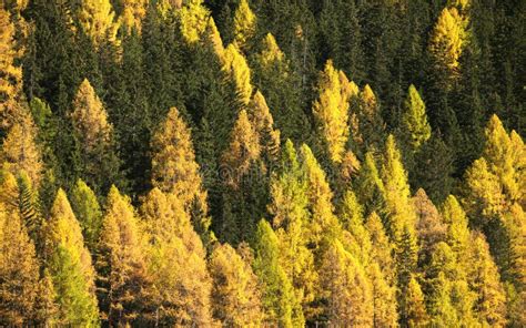 Trees in Fall Colours stock photo. Image of larch, coulours - 46867826