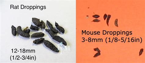 What Is The Difference Between Rat And Mouse Droppings?