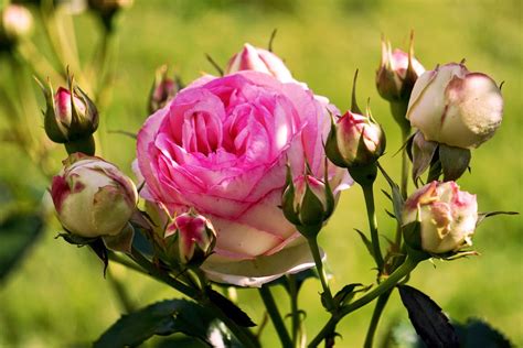 Selective Focus Photography of Pink Peony Flowers · Free Stock Photo