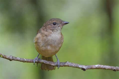 Norfolk Island. | BIRDS in BACKYARDS