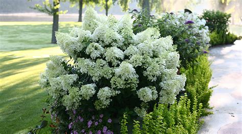 Limelight Panicle Hydrangea Pruning | Decoratingspecial.com