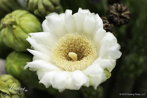 Saguaro Cactus Flower | Floating Petals Wednesday's Flower