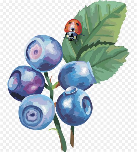 Blueberry Drawing at GetDrawings | Free download