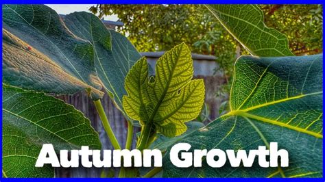 New Growth! Hard Pruning Fig Tree (New Life) - YouTube