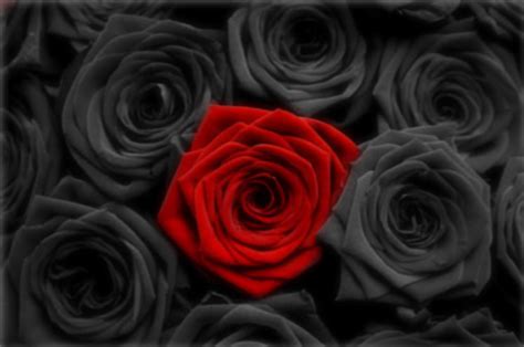 Black Rose Background, Black Rose Hd, #1364