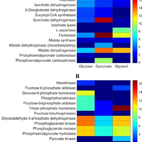 Flux balance analysis of TCA cycle and anaplerotic reactions of the TCA ...