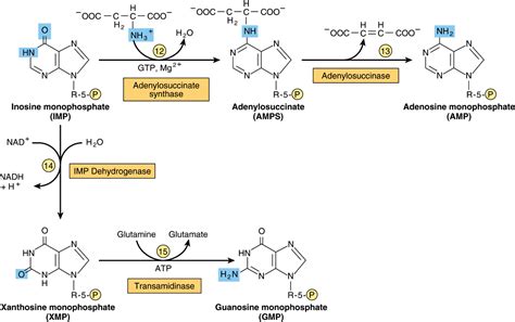 Metabolism of Purine & Pyrimidine Nucleotides | Basicmedical Key