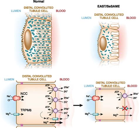 Distal Convoluted Tubule Diagram