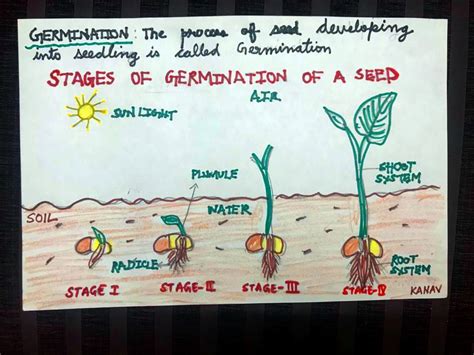 Seed Germination Diagram For Kids